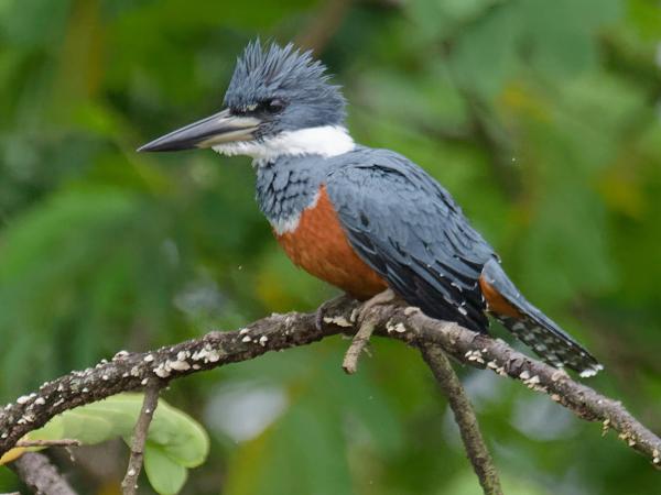 <h3><a href="/trips/costa-rica/biota/animalia/chordata/aves/037 coraciiformes/003 alcedinidae/megaceryle torquata/megaceryle torquata-nl.html">Megaceryle&nbsp;torquata</a> / Ringed&nbsp;kingfisher / Amerikaanse&nbsp;reuzenijsvogel</h3>OM-1 Mark II met M.300mm F4.0 + MC-14, 1/1600 sec  bij F5.6, ISO 10000, afstand 57.4&nbsp;m